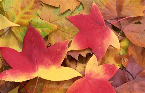 川川云“金秋十月”,免费云机领到手软!3 川川云“金秋十月”,免费云机领到手软!3